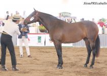 W ENAMORADA REY, DE RANCHO LA STELLA, BRONCE EN YEGUAS DE 5 Y 6 A